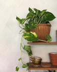 Devil's Ivy (Epipremnum aureum) - THE PLANT SOCIETY