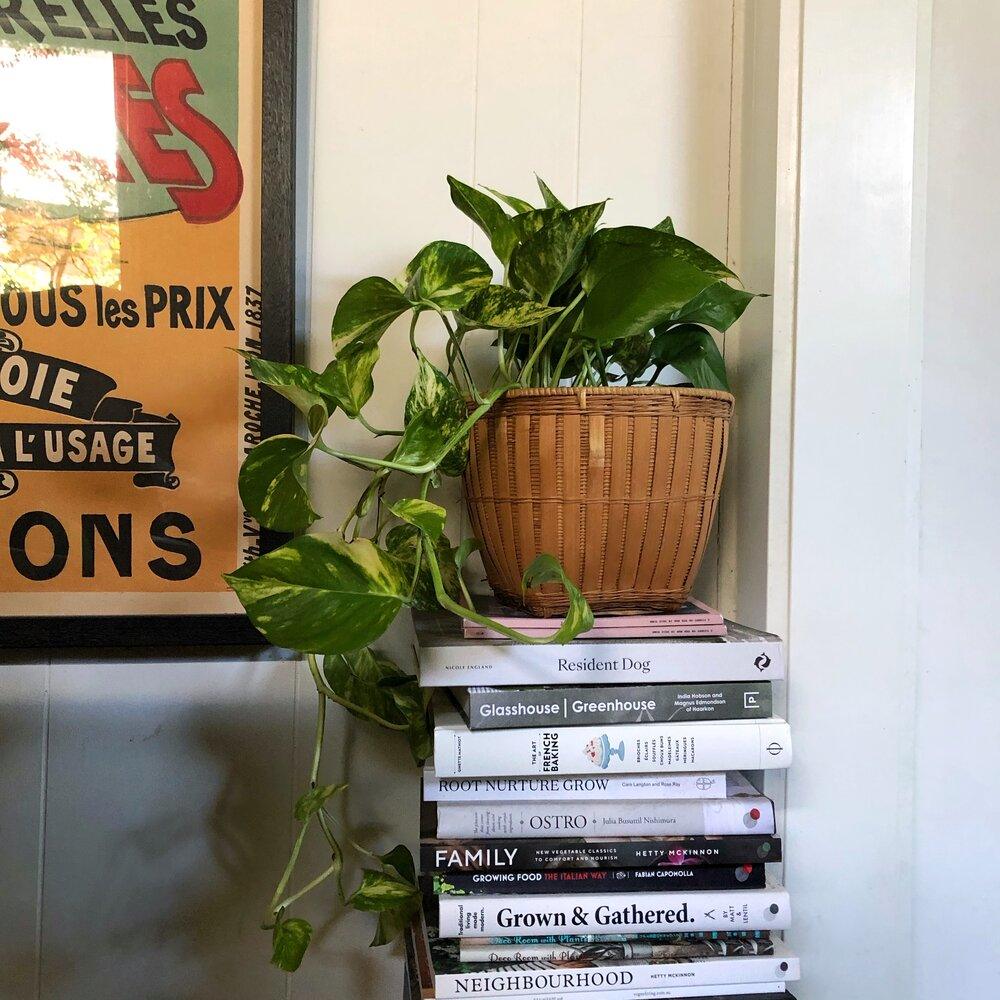 Devil's Ivy (Epipremnum aureum) - THE PLANT SOCIETY