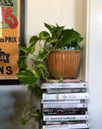 Devil's Ivy (Epipremnum aureum) - THE PLANT SOCIETY
