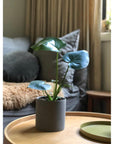 Fruit Salad Plant (Monstera deliciosa) - THE PLANT SOCIETY