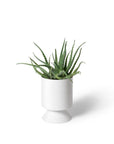 Small Palm Springs in White by Lightly Design