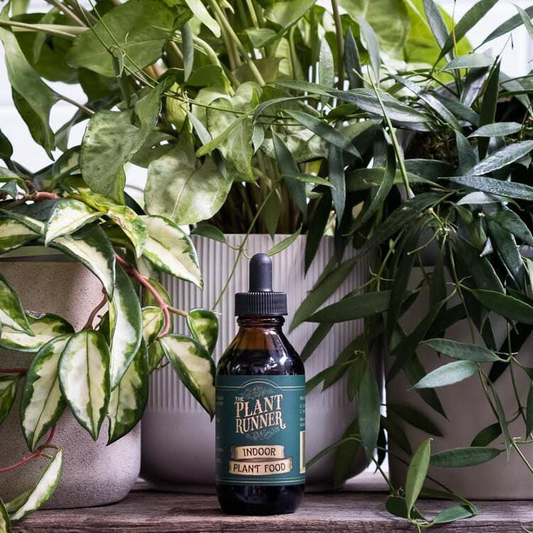 Liquid Indoor Plant Food by Plant Runnder with Hoya
