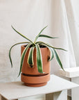 Low Pier Planter by The Plant Society x Capra Designs- Totem Collection - - THE PLANT SOCIETY