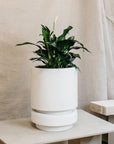 Low Pier Planter by The Plant Society x Capra Designs- Totem Collection - - THE PLANT SOCIETY