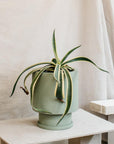 Low Tower Planter by The Plant Society x Capra Designs- Totem Collection - - THE PLANT SOCIETY