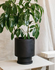 Low Tower Planter by The Plant Society x Capra Designs- Totem Collection - - THE PLANT SOCIETY