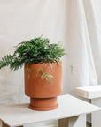 Low Tower Planter by The Plant Society x Capra Designs- Totem Collection - - THE PLANT SOCIETY