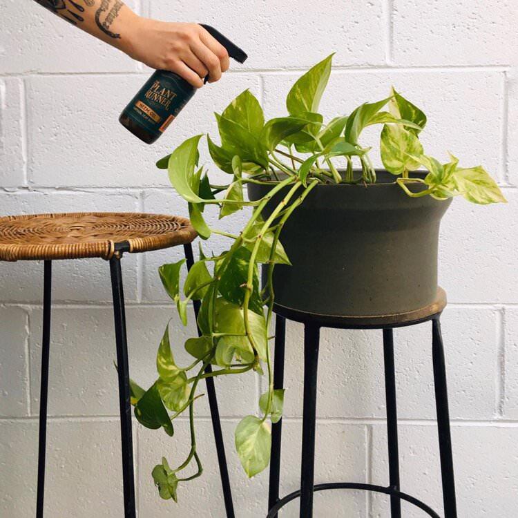 Neem Oil Spray by The Plant Runnder with Devil's Ivy