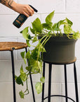 Neem Oil Spray by The Plant Runnder with Devil's Ivy