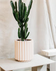 Scallop Planter by The Plant Society x Capra Designs- Totem Collection - - THE PLANT SOCIETY