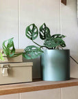 Swiss Cheese Vine (Monstera adansonii) - THE PLANT SOCIETY