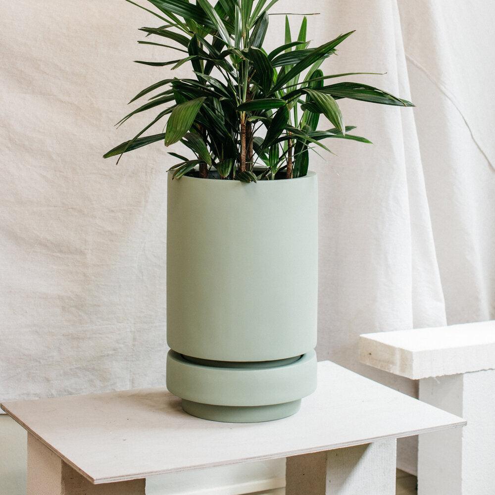 Tall Pier Planter agave by The Plant Society