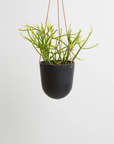 Hanging Planter by Capra Designs