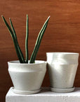 Cylindrical snake plant (Sansevieria cylindrica) arid low light beginner Alison Frith ceramic planter satin white
