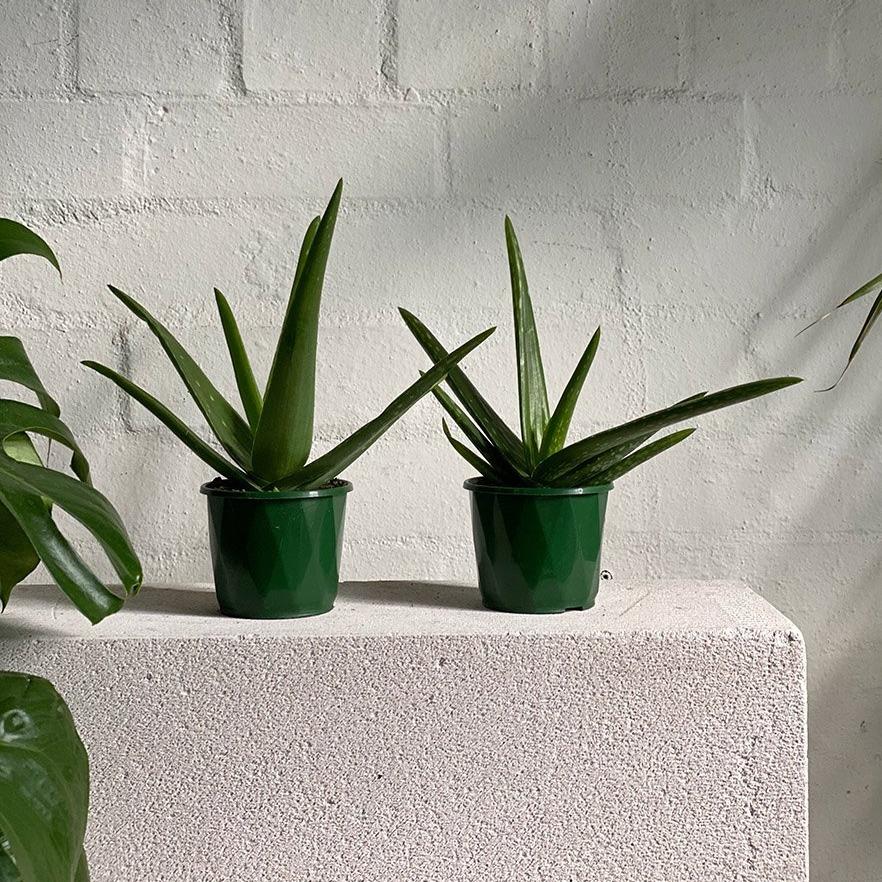 Aloe Vera (Aloe vera chinensis) - THE PLANT SOCIETY ONLINE OUTPOST