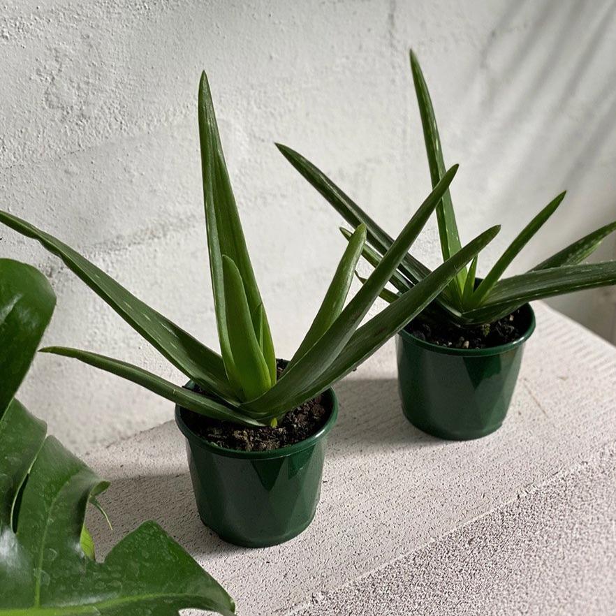 Aloe Vera (Aloe vera chinensis) - THE PLANT SOCIETY ONLINE OUTPOST