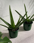 Aloe Vera (Aloe vera chinensis) - THE PLANT SOCIETY ONLINE OUTPOST