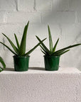 Aloe Vera (Aloe vera chinensis) - THE PLANT SOCIETY ONLINE OUTPOST