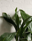 Cast-iron Plant (Aspidistra elatior) - THE PLANT SOCIETY ONLINE OUTPOST