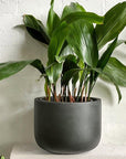 Cast-iron Plant (Aspidistra elatior) - THE PLANT SOCIETY ONLINE OUTPOST