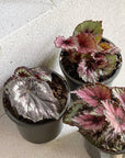 Painted Leaf Begonia (Begonia rex) - THE PLANT SOCIETY