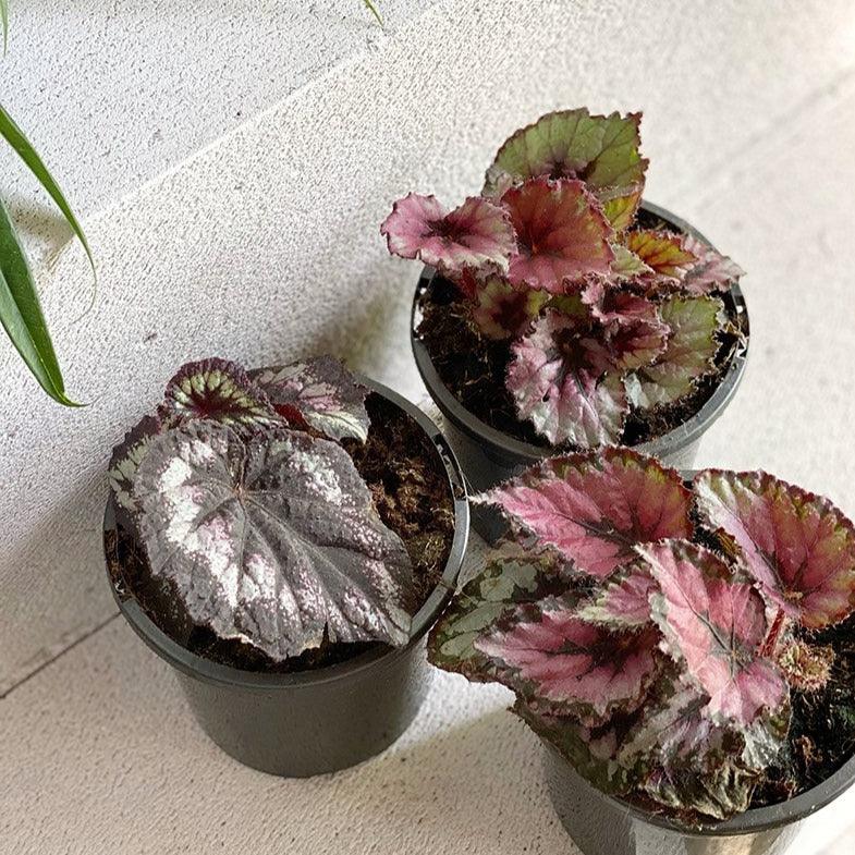 Painted Leaf Begonia (Begonia rex) - THE PLANT SOCIETY