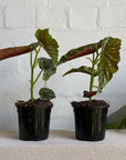 Pink Flowering Polka Dot Begonia (Begonia maculata) - THE PLANT SOCIETY