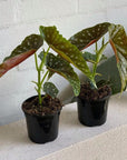 Pink Flowering Polka Dot Begonia (Begonia maculata) - THE PLANT SOCIETY
