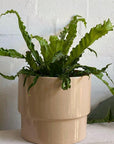 Bird's Nest Fern (Asplenium nidus 'Osaka') - THE PLANT SOCIETY