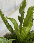 Bird's Nest Fern (Asplenium nidus 'Osaka') - THE PLANT SOCIETY