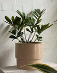 Cardboard Plant at The Plant Society