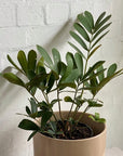 Cardboard Plant at The Plant Society