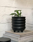 Dragon Tail Plant (Epipremnum pinnatum) - THE PLANT SOCIETY ONLINE OUTPOST