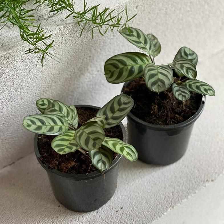 calathea fishbone prayer plant Fishbone Prayer Plant (Ctenanthe burle-marxii)