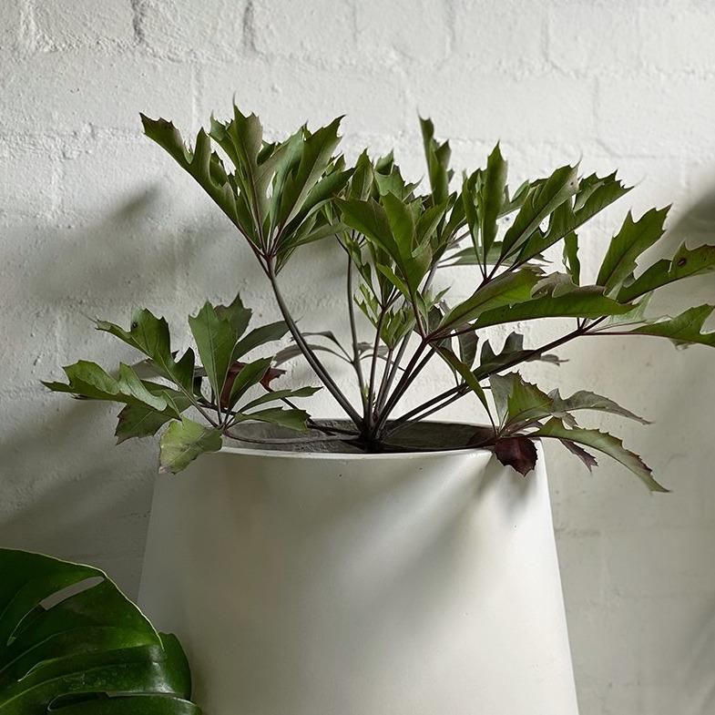 South African Cabbage Tree (Cussonia paniculata) - THE PLANT SOCIETY ONLINE OUTPOST