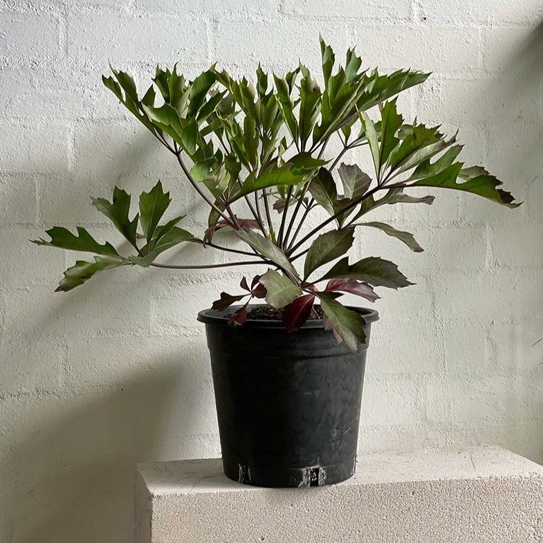 cabbage tree indoor plant South African Cabbage Tree (Cussonia paniculata)