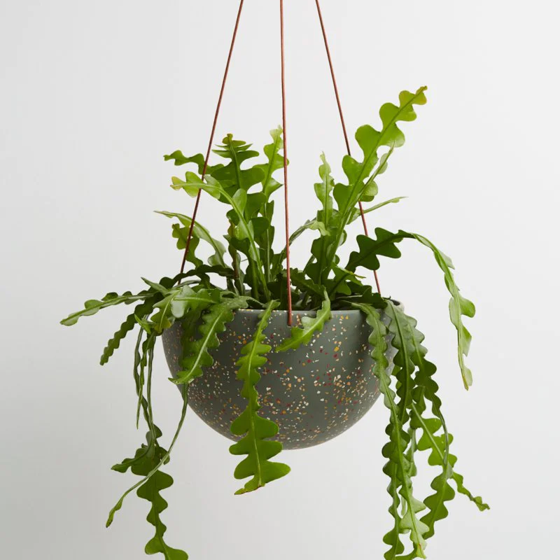 Hanging Planter by Capra Designs