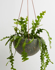 Hanging Planter by Capra Designs