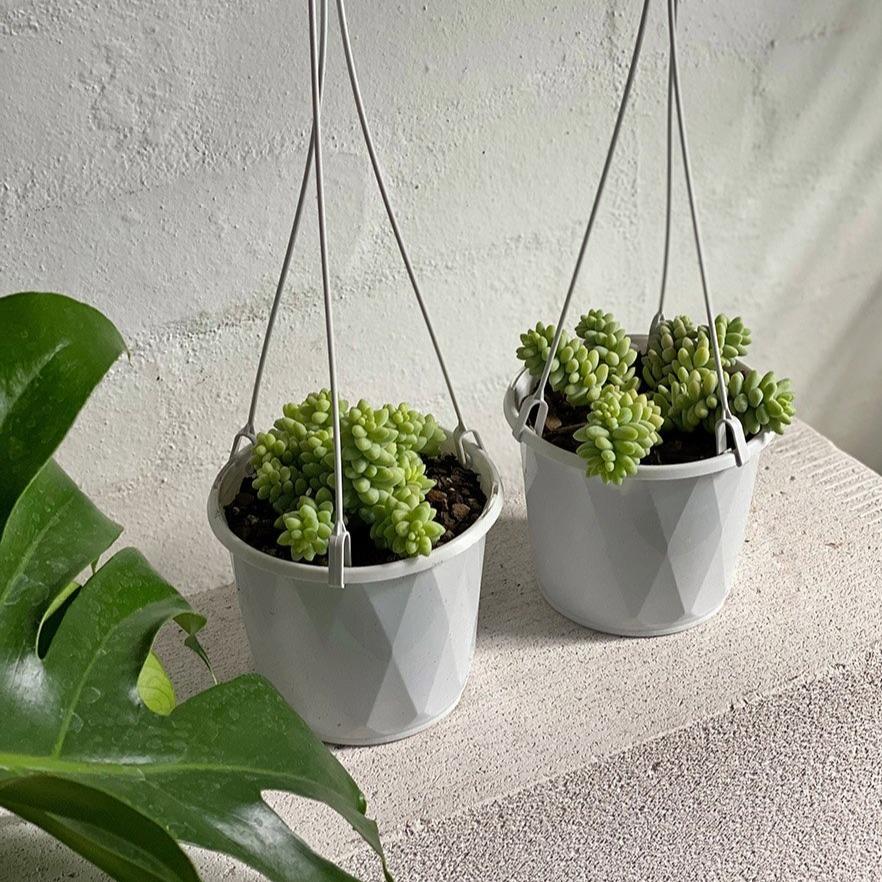 Donkey's Tail (Sedum morganianum 'Burrito') - THE PLANT SOCIETY ONLINE OUTPOST