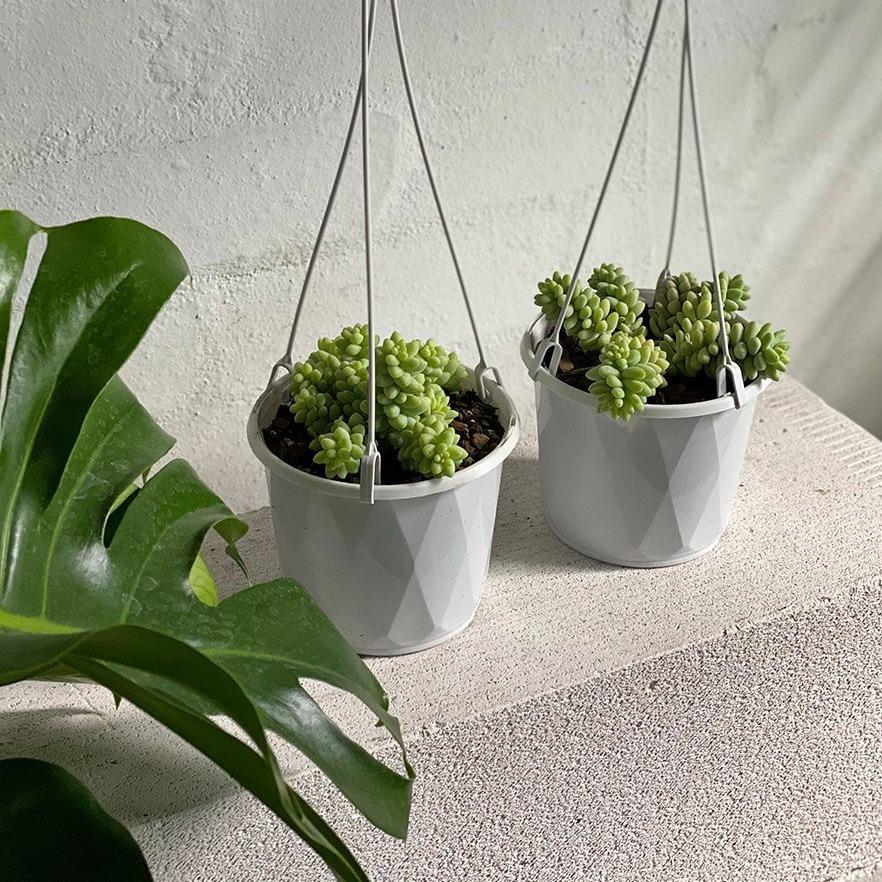 Donkey's Tail (Sedum morganianum 'Burrito') - THE PLANT SOCIETY ONLINE OUTPOST