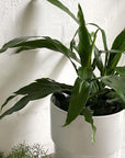 Dragon Tree (Dracaena deremensis 'Janet Craig') - THE PLANT SOCIETY