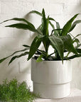 Dragon Tree (Dracaena deremensis 'Janet Craig') - THE PLANT SOCIETY