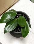 Dragon Tail Plant (Epipremnum pinnatum) - THE PLANT SOCIETY ONLINE OUTPOST