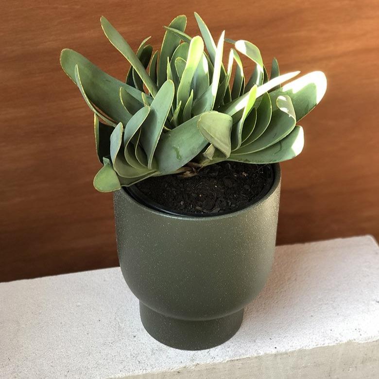 fan like succulent Fan Aloe (Aloe plicatilis)