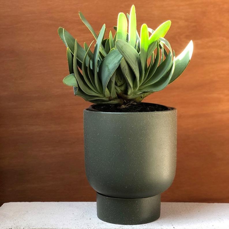 fan like succulent Plant - Fan Aloe (Aloe plicatilis)