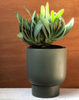 Fan Aloe (Aloe plicatilis) - THE PLANT SOCIETY ONLINE OUTPOST
