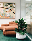 Rubber Plant (Ficus elastica) - THE PLANT SOCIETY ONLINE OUTPOST