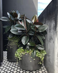 Rubber Plant (Ficus elastica) - THE PLANT SOCIETY ONLINE OUTPOST