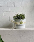Tailored Corporate gifts - THE PLANT SOCIETY ONLINE OUTPOST