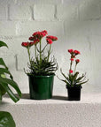 Kalanchoe Tarantula (Kalanchoe katapifa 'tarantula') - THE PLANT SOCIETY ONLINE OUTPOST
